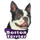 6-inch Vinyl Dog Decal Boston Terrier Picture