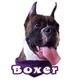 6-inch Vinyl Dog Decal Boxer Brindle Picture