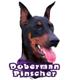 6-inch Vinyl Dog Decal Doberman Picture