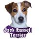 Decal Vinyl Jack Russell Terrier