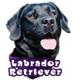 6-inch Vinyl Dog Decal Black Labrador Retriever Picture