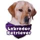 Decal Vinyl Yellow Labrador Retreiver