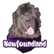 6-inch Vinyl Dog Decal Newfoundland Picture