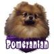 6-inch Vinyl Dog Decal Pomeranian Picture