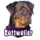6-inch Vinyl Dog Decal Rottweiler Picture