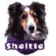 6-inch Vinyl Dog Decal Sheltie Picture