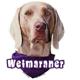 6-inch Vinyl Dog Decal Weimaraner Picture