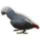Double Sided Decal African Grey Parrot