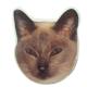 Double Sided Cat Decal Siamese