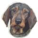 Double Sided Dog Decal Wirehaired Dachsund