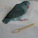 Hand Feeding Pipettes 1 cc for Baby Bird Feeding 12 pack