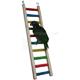 Rainbow Ladder 24 in Parrot
