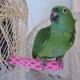 Polly's Tooty Fruity Bee Pollen Bird Perch Small