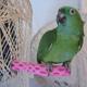 Polly's Tooty Fruity Bee Pollen Bird Perch Medium