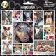 Arf Art Dog Sticker Pack Chihuahua