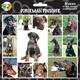 Arf Art Dog Sticker Pack Doberman