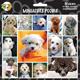 Arf Art Dog Sticker Pack Miniature Poodle