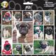 Arf Art Dog Sticker Pack Pug