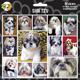 Arf Art Dog Sticker Pack Shih Tzu
