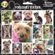 Arf Art Dog Sticker Pack Yorkshire Terrier