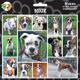 Arf Art Dog Sticker Pack Boxer