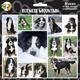 Arf Art Dog Sticker Pack Bernese Mountain Dog