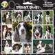 Arf Art Dog Sticker Pack Springer Spaniel