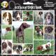 Arf Art Dog Sticker Pack German Shorthair Pointer