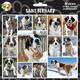 Arf Art Dog Sticker Pack Saint Bernard
