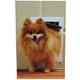 PetSafe Aluminum Freedom Pet Door
