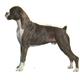 Double Sided Dog Decal Boxer Standing, Uncropped Ears