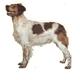 Double Sided Dog Decal Brittany