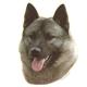 Double Sided Dog Decal Norewegian Elkhound