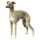 Double Sided Dog Decal Italian Greyhound