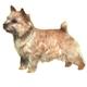 Double Sided Decal Norwich Terrier Standing