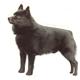 Double Sided Dog Decal Schipperke Standing