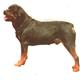 Double Sided Dog Decal Rottweiler Standing