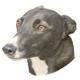Double Sided Dog Decal Greyhound Grey Face