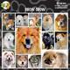 Arf Art Dog Sticker Pack Chow Chow
