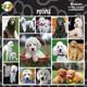 Arf Art Dog Sticker Pack Poodle