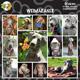 Arf Art Dog Sticker Pack Weimaraner