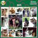 Arf Art Pet Sticker Pack Cats
