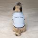 Casual Canine Small Humor Dog Tee-Shirt I Chase Tail