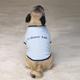 Casual Canine XLarge Humor Dog Tee-Shirt I Chase Tail