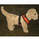 Comfort Control Dog Harness Orange XSmall