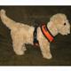 Comfort Control Dog Harness Orange XLarge