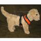 Comfort Control Dog Harness Orange Medium