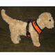 Comfort Control Dog Harness Orange Small