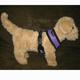 Comfort Control Dog Harness Purple Medium