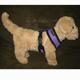 Comfort Control Dog Harness Purple Large